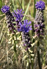 Chuck Wilson, CC0, iNaturalist via GBIF Muscari tenuiflorum, photograph Chuck Wilson, CC0, iNaturalist via GBIF