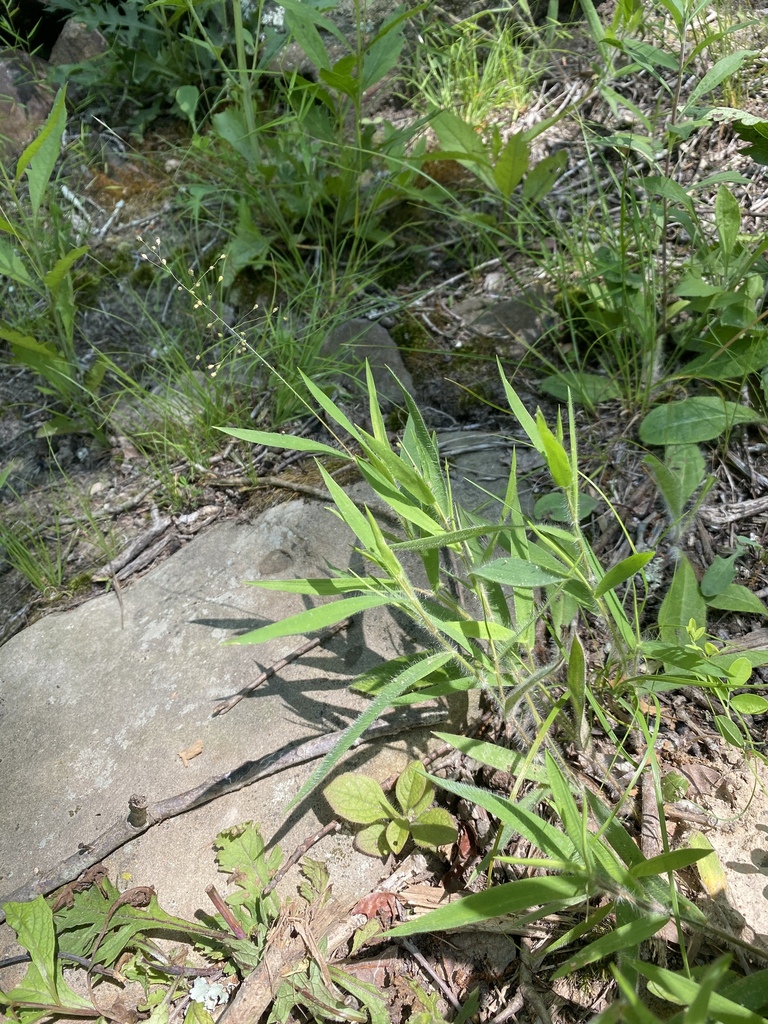 white-hair witchgrass