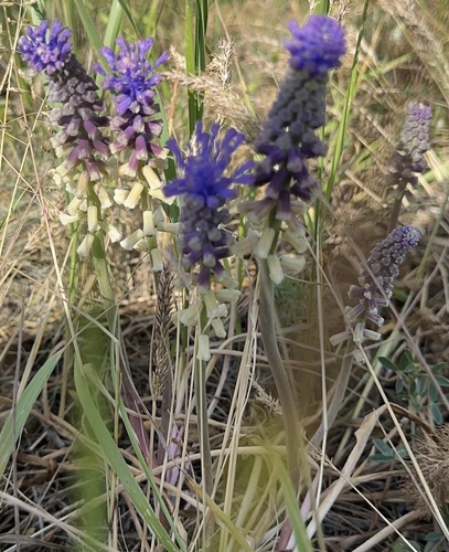 Muscari tenuiflorum, photograph 3