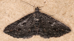 Chrysolarentia trygodes