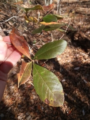 Rhododendron serrulatum