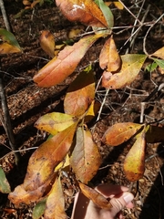 Rhododendron serrulatum