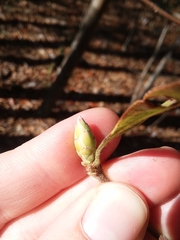Rhododendron serrulatum