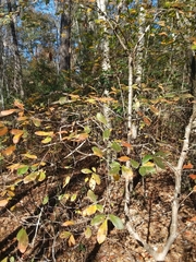 Rhododendron serrulatum