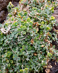 Chenopodium triandrum
