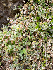 Chenopodium triandrum