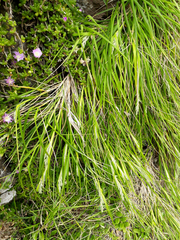 Poa chathamica