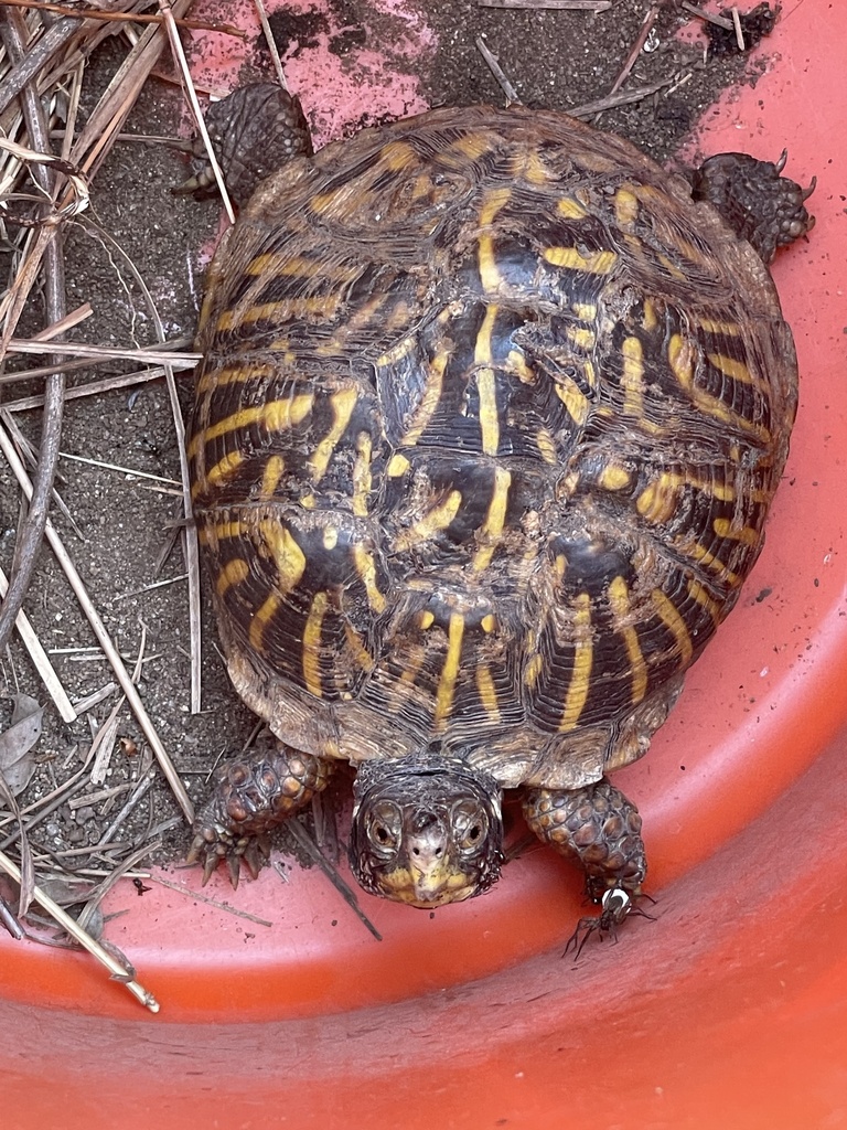 Ornate Box Turtle In June 2023 By Max Breeding INaturalist   Large 