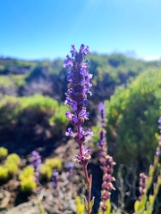 Nepeta teydea image