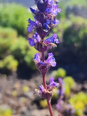 Nepeta teydea image