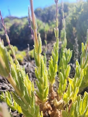 Nepeta teydea image