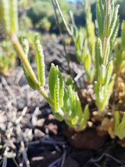 Nepeta teydea image