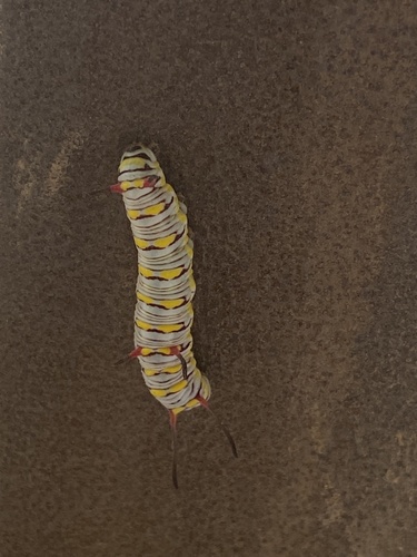 Plain Tiger Butterfly