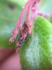 Arctostaphylos nummularia