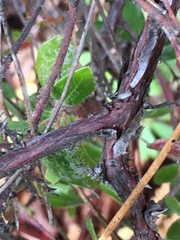 Arctostaphylos nummularia