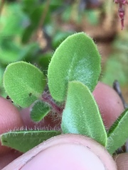 Arctostaphylos nummularia