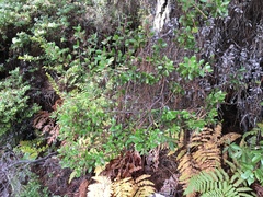 Arctostaphylos nummularia