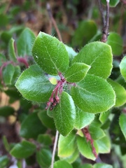 Arctostaphylos nummularia