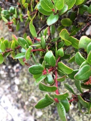 Arctostaphylos nummularia