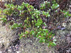 Arctostaphylos nummularia