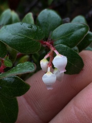 Arctostaphylos nummularia