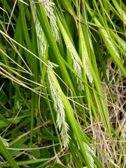 Poa chathamica