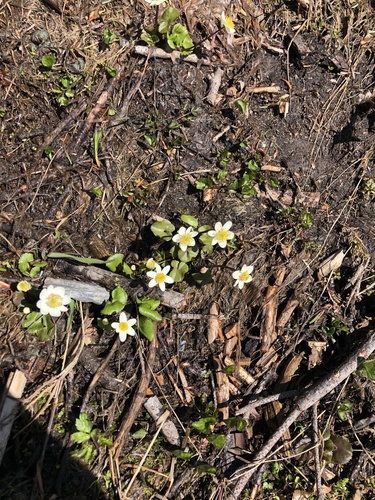 Caltha biflora (Caltha biflora)