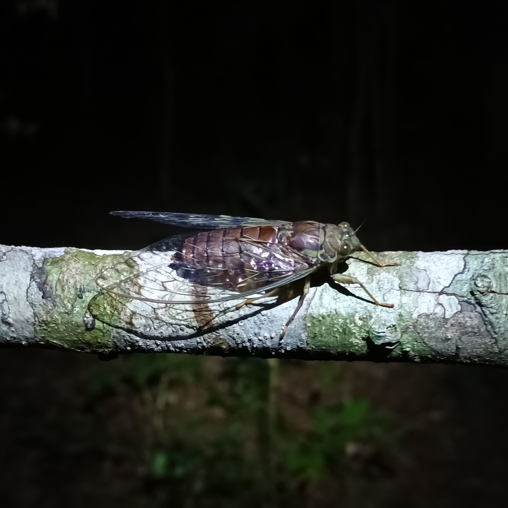 Trombonia subtilita