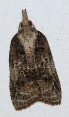 Platynota exasperatana