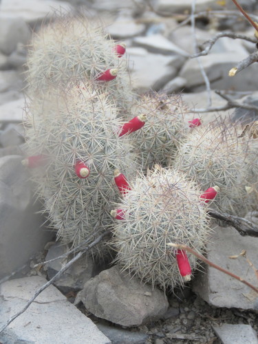 Rat-tail Nipple Cactus