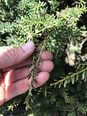 Podocarpus lawrencei