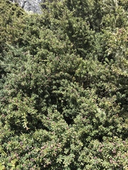 Podocarpus lawrencei