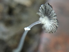 Coprinopsis ephemeroides image