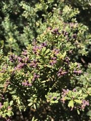 Podocarpus lawrencei