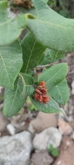 author not stated, no rights reserved Rhus standleyi, photograph author not stated, no rights reserved