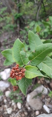 Rhus standleyi, photograph author not stated, no rights reserved