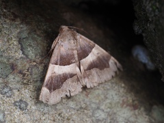 Poaphilini