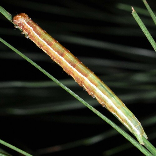 Buchholz' Zale Moth