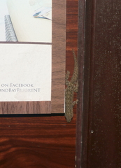 Hemidactylus frenatus