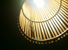 Hemidactylus frenatus