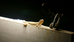 Hemidactylus frenatus