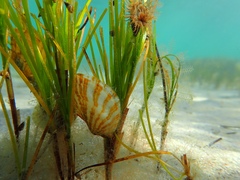 Electroma papilionacea