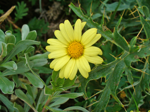 Argyranthemum maderense · iNaturalist