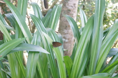 Nymphalidae