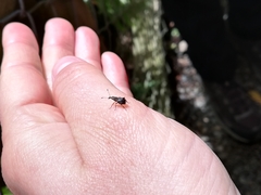 Hoplorhaphus spinifer