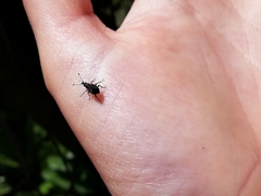 Hoplorhaphus spinifer