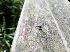 Hoplorhaphus spinifer