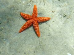 Uniophora granifera