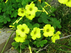 Oxalis pes-caprae