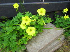 Oxalis pes-caprae